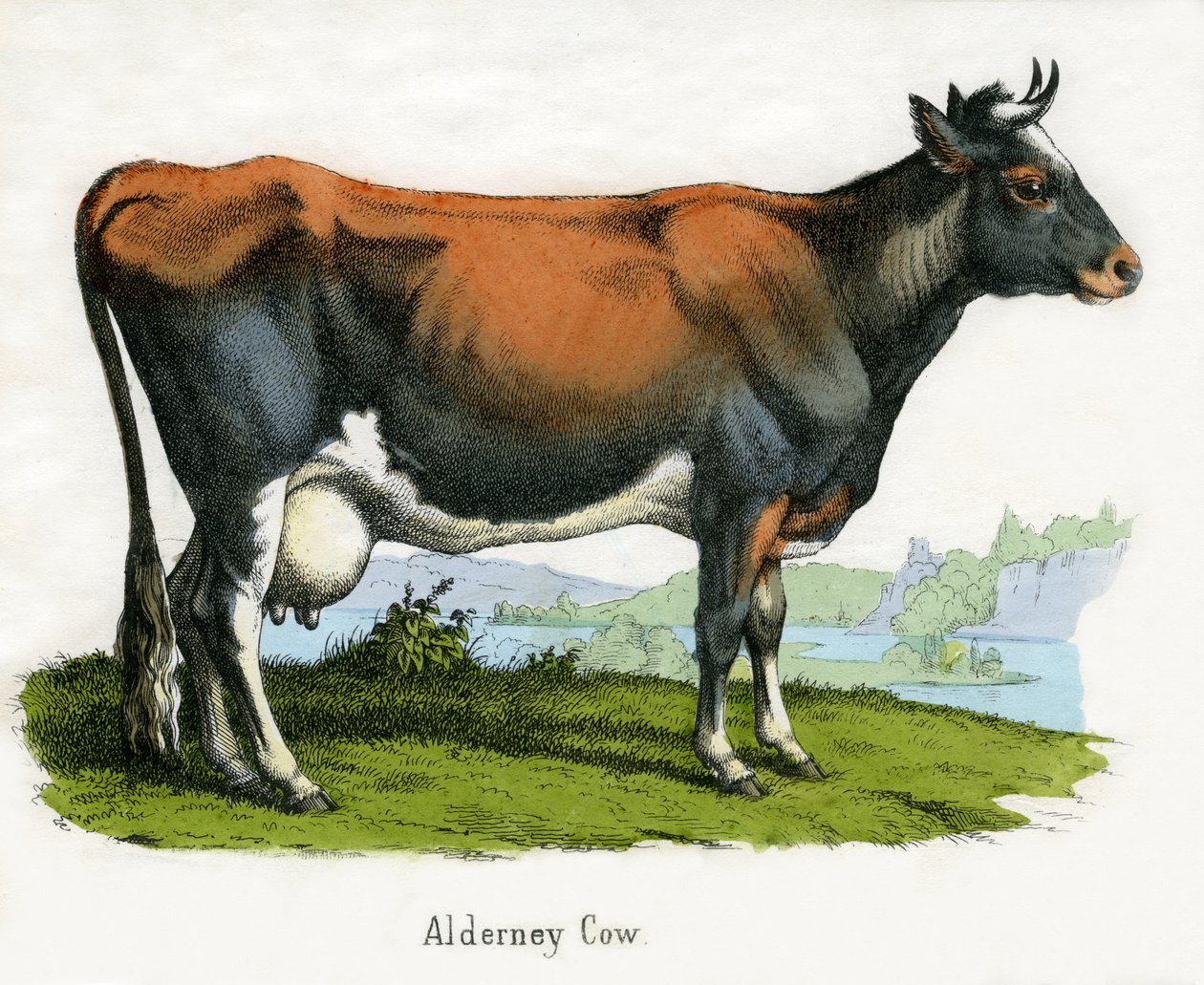 Mucca di Alderney, da La storia naturale degli animali da American School