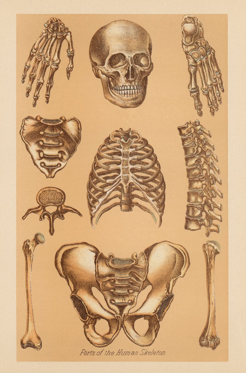 Studio anatomico dello scheletro umano da American School