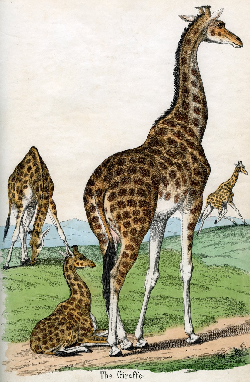 Stampa antica di giraffe da American School