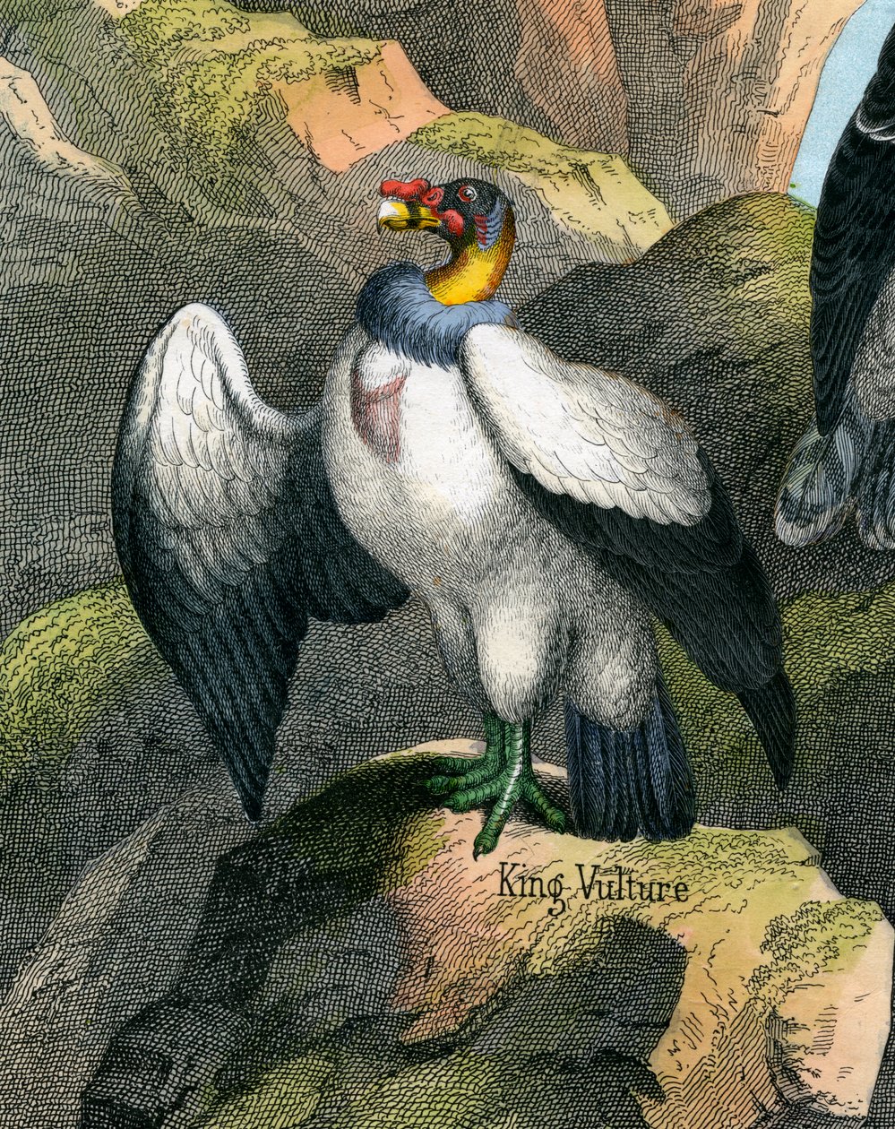 Stampa antica di un avvoltoio reale da American School