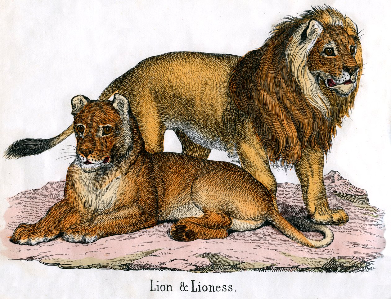 Stampa Antica di un Leone e una Leonessa da American School