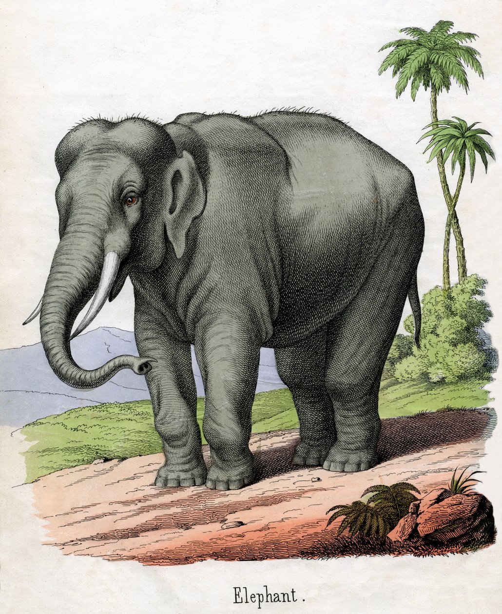 Stampa antica di un elefante da American School
