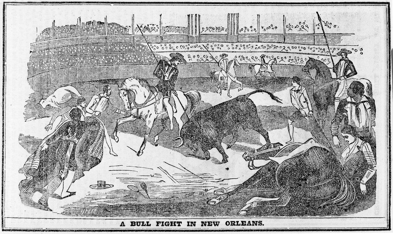 Combattimento di tori a New Orleans, da Davy Crocketts Almanack, Boston, 1849 da American School