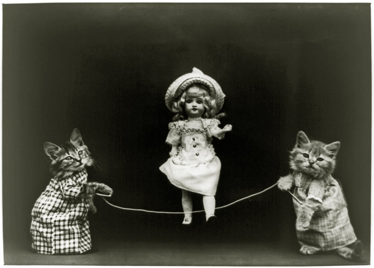 Curiosità del gatto, 1891 da American School