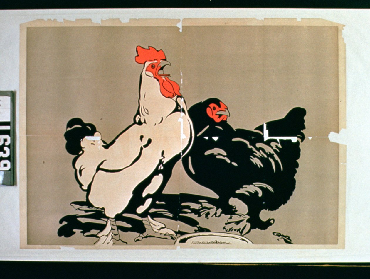 Gallo e gallina da American School