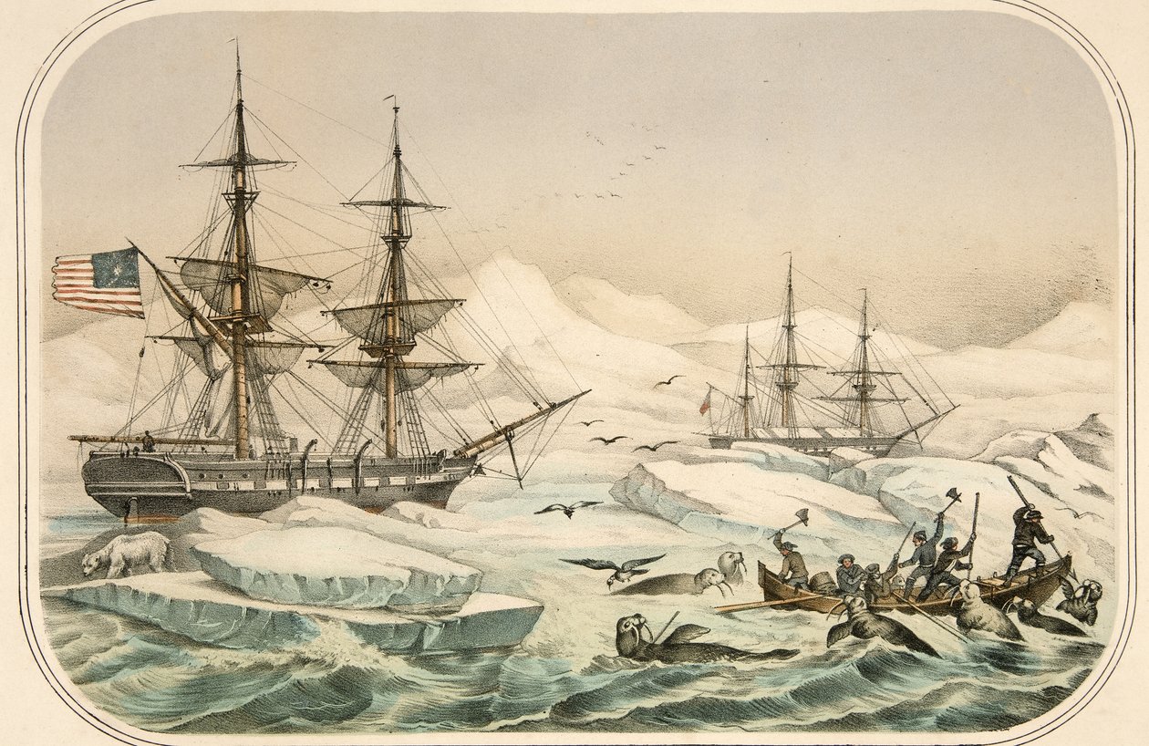 Equipaggio di una nave baleniera attaccato da trichechi da American School