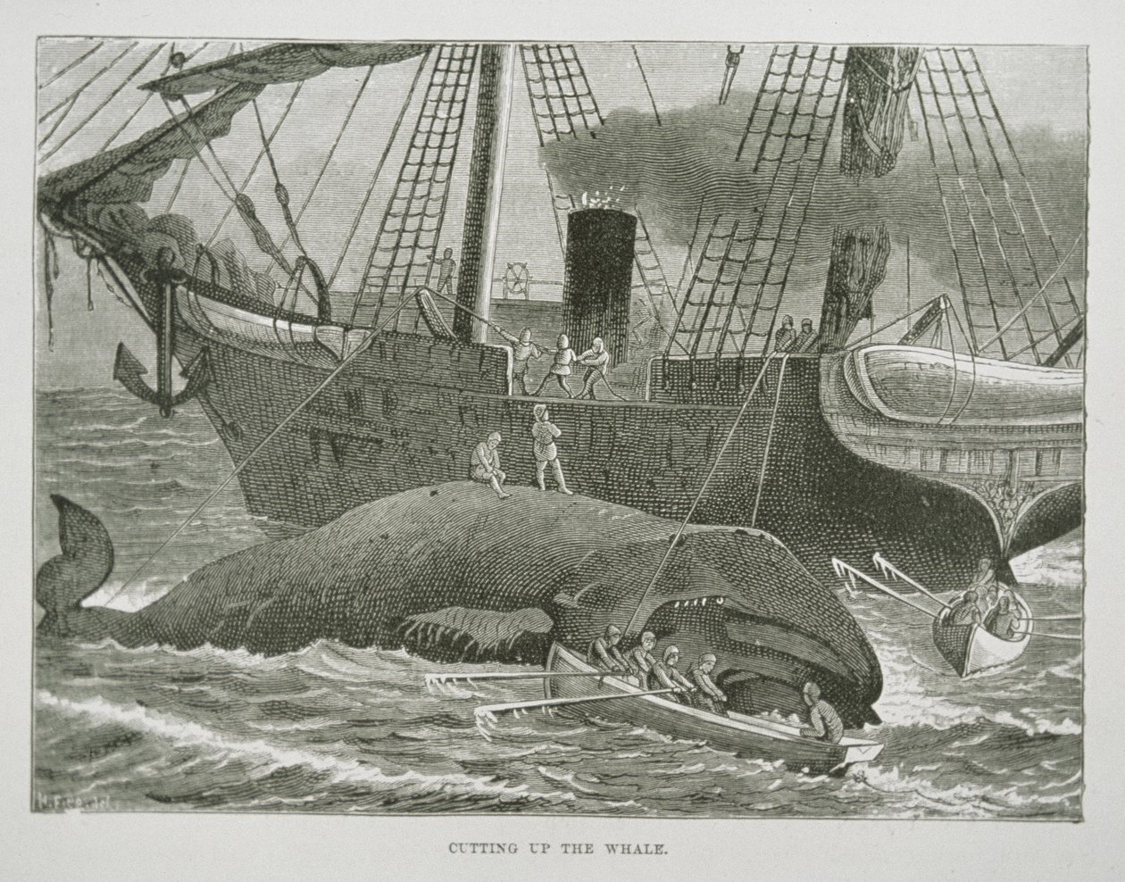 Taglio della balena, da The American Whale Fishery, c.1850 (incisione) da American School