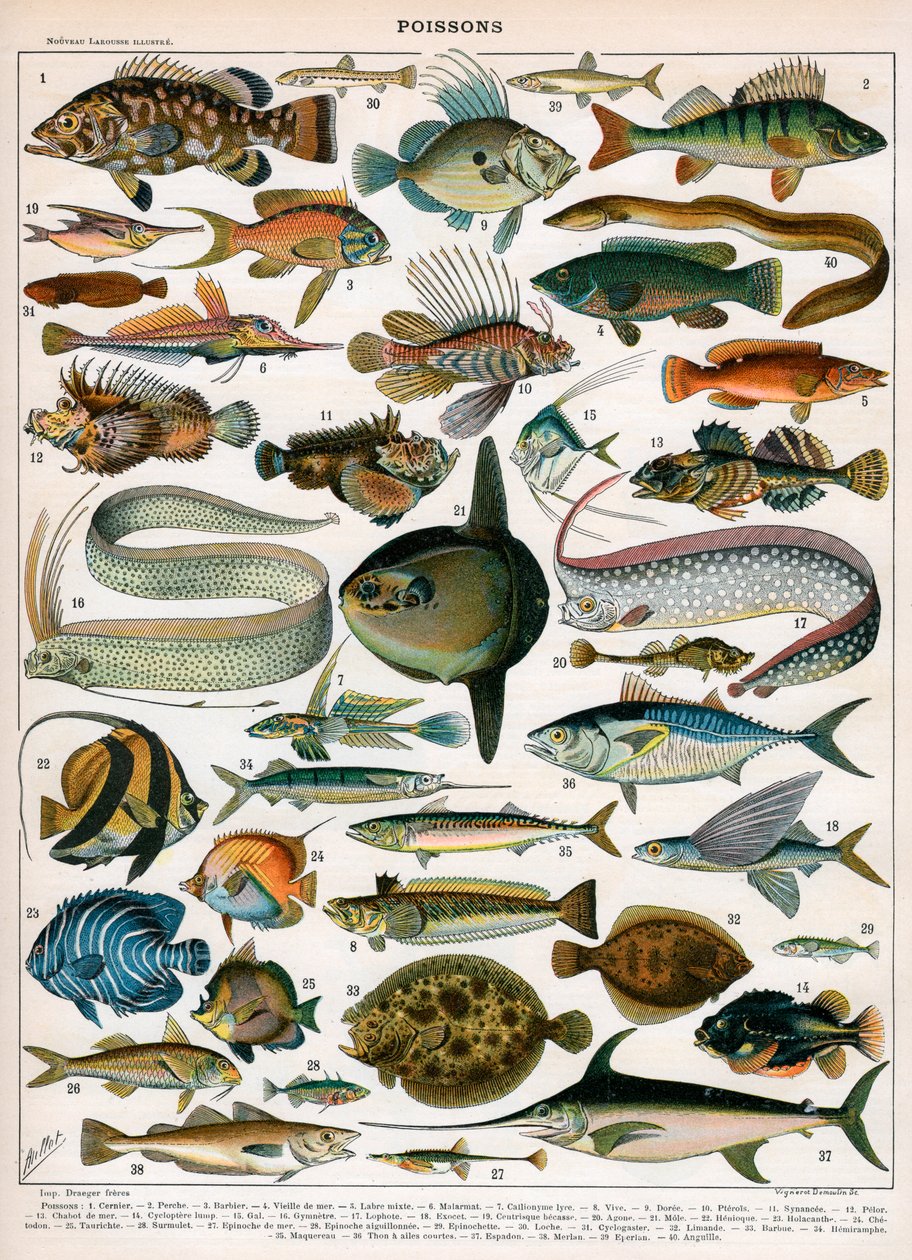 Stampa decorativa di 