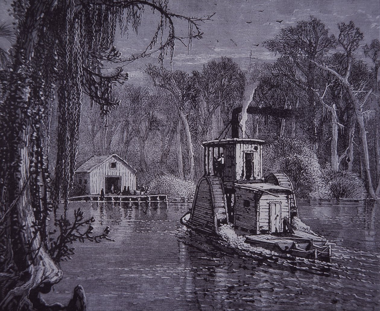Scena delle Everglades della Florida da American School