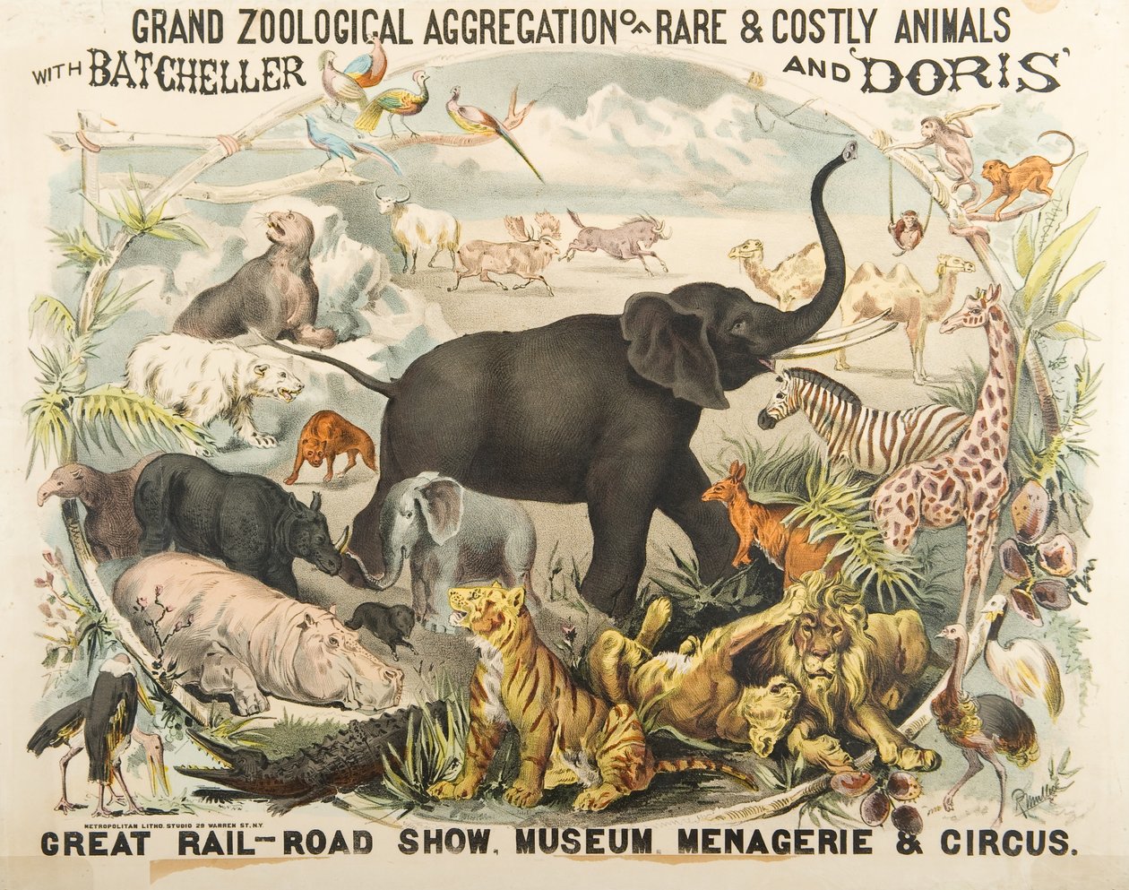 Grande aggregazione zoologica di animali rari e costosi con Batcheller e Doris da American School