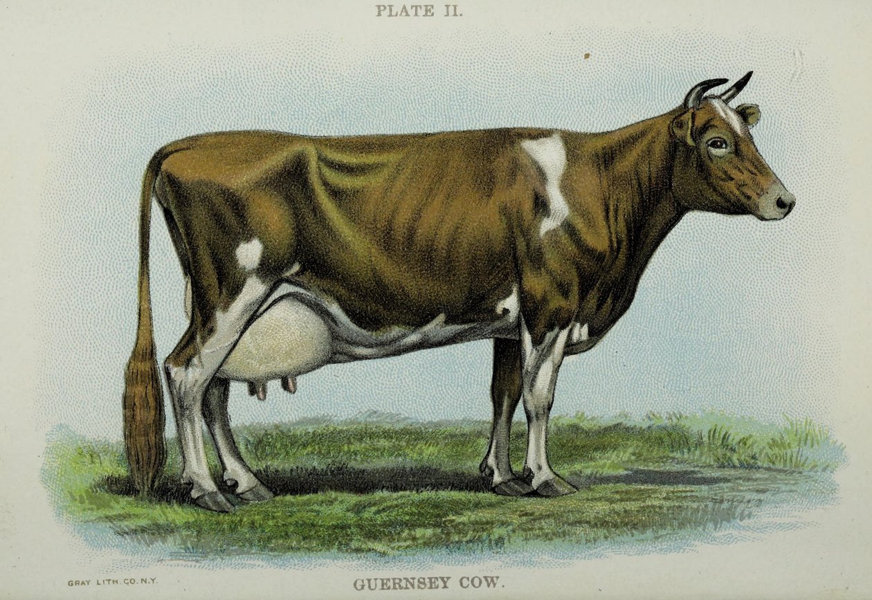 Mucca di Guernsey, dal 