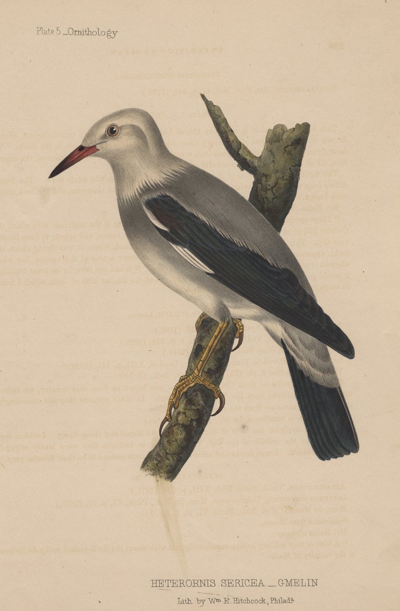 Heterornis Sericea (Gmelin) da American School