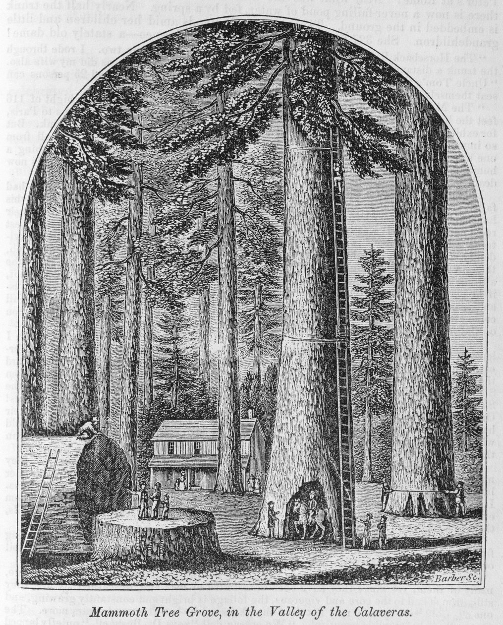 Bosco di alberi mammut nella Valle delle Calaveras, da 