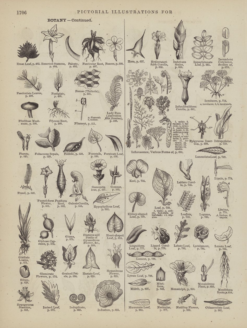Pagina tratta dal Dizionario completo di Webster (George Bell da American School