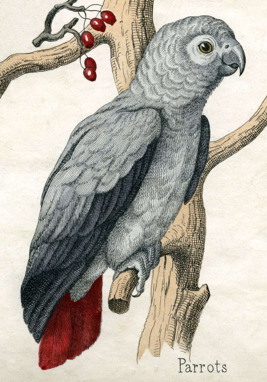 Pappagallo, da La Storia Naturale degli Animali da American School