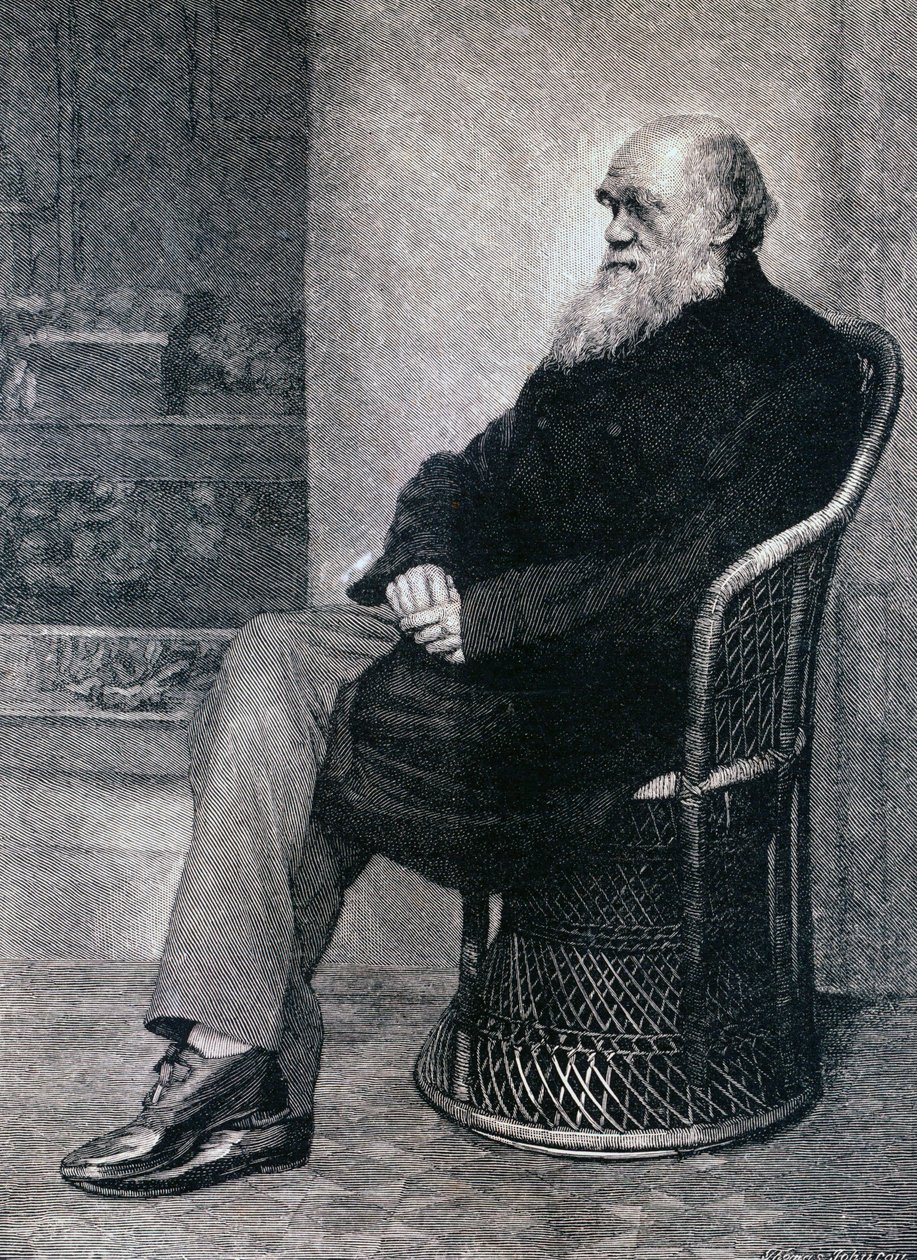 Ritratto di Charles Darwin da American School