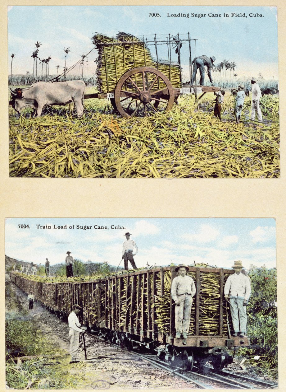 Cartoline raffiguranti piantagioni di canna da zucchero a Cuba, c.1910 da American School