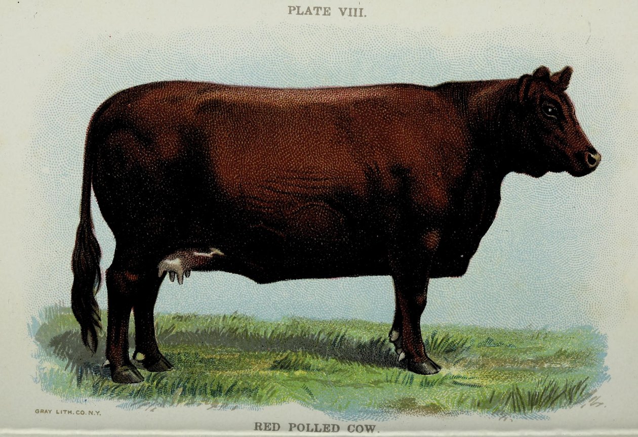 Mucca Red Polled, dal 