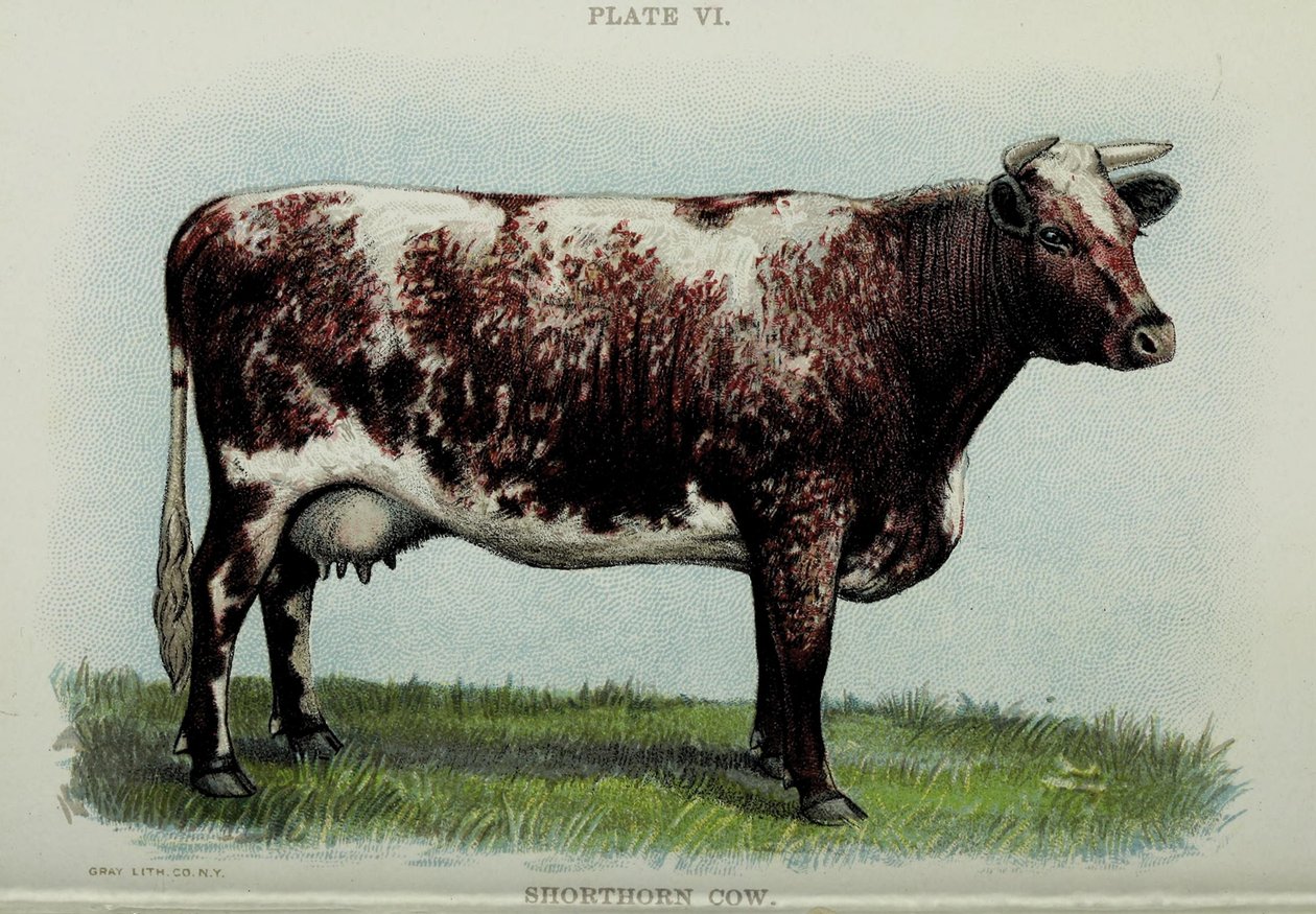 Mucca Shorthorn, dal "Biggle Cow Book" di Jacob Biggle, 1898 da American School