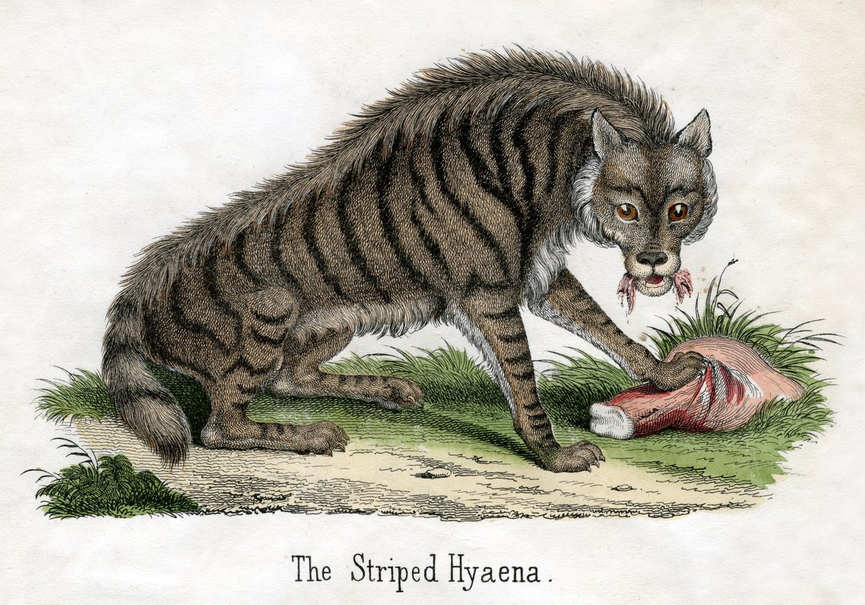 Iena striata, da La storia naturale degli animali da American School