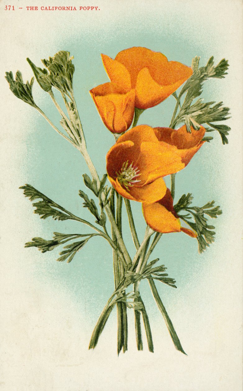 Il papavero della California (litografia a colori) da American School