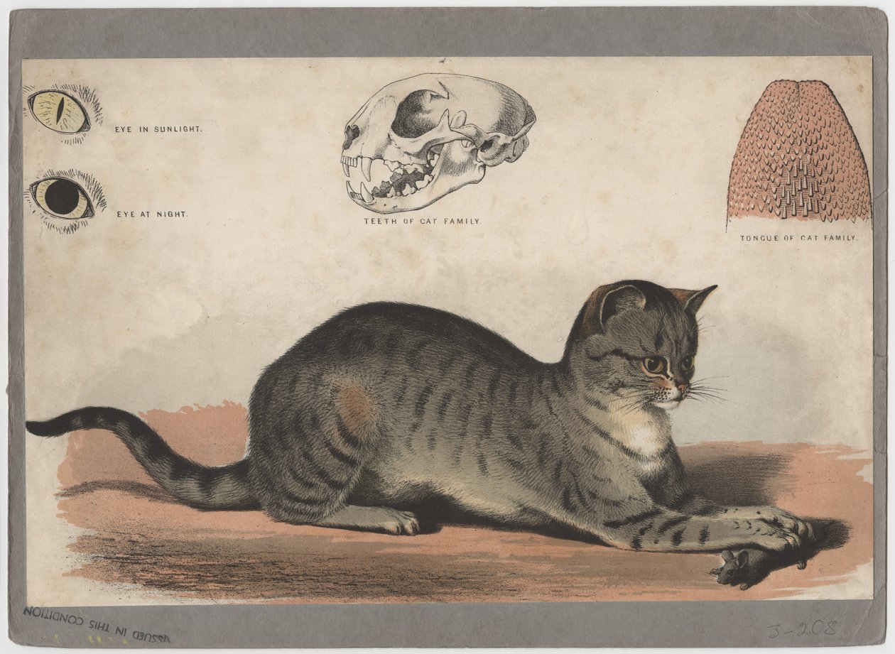 Il gatto da American School