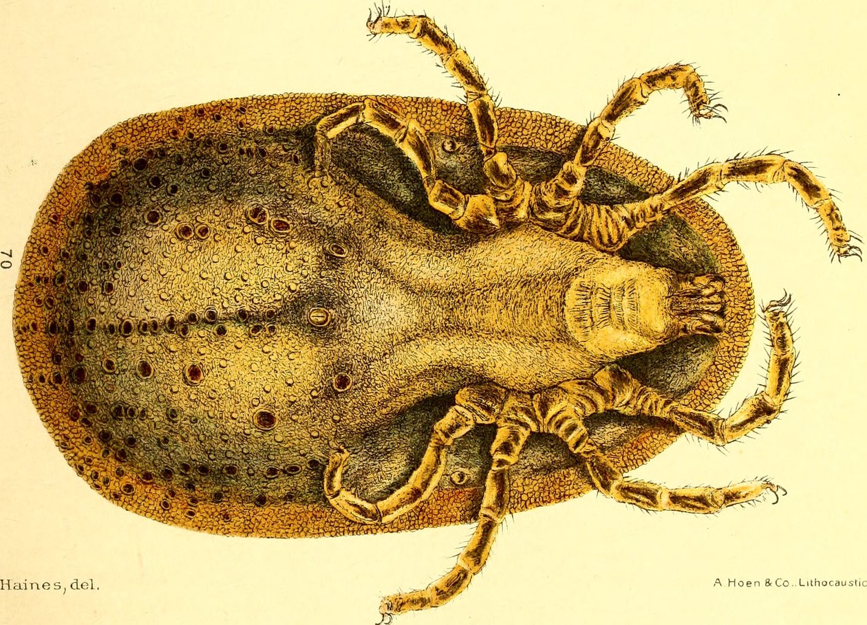 Vista ventrale di Argus Miniatus, illustrazione da "Cattle ticks (Ixodoidea) of the United States" di D. E. Salmon e Charles Wardell da American School