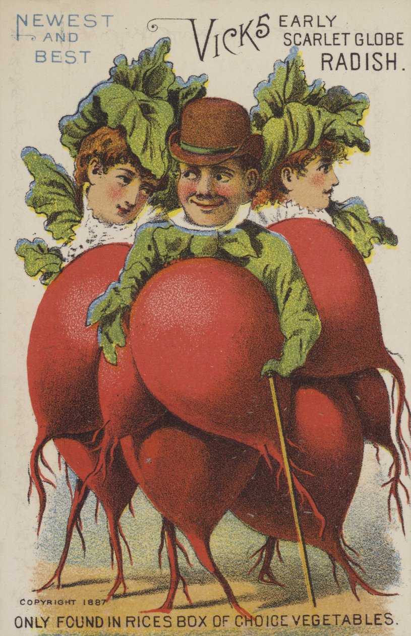 Ravanello Vicks Early Scarlet Globe (cromolito) da American School