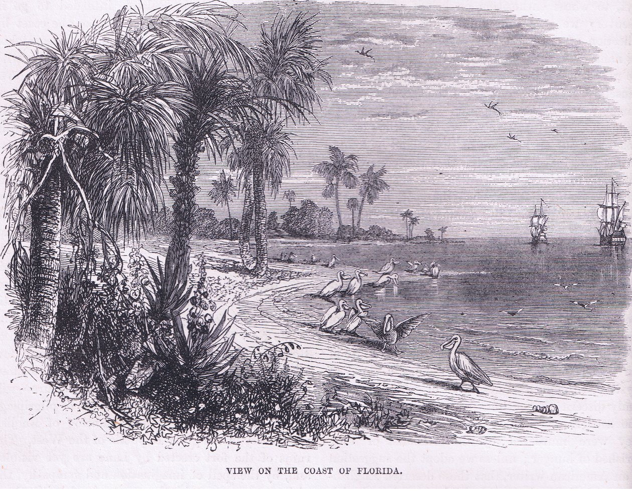 Vista della costa della Florida, illustrazione da 