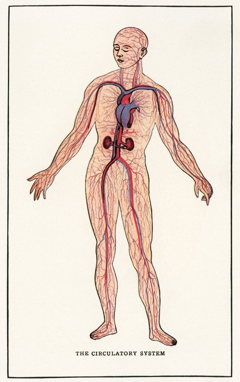 Stampa anatomica vintage del sistema circolatorio umano da American School
