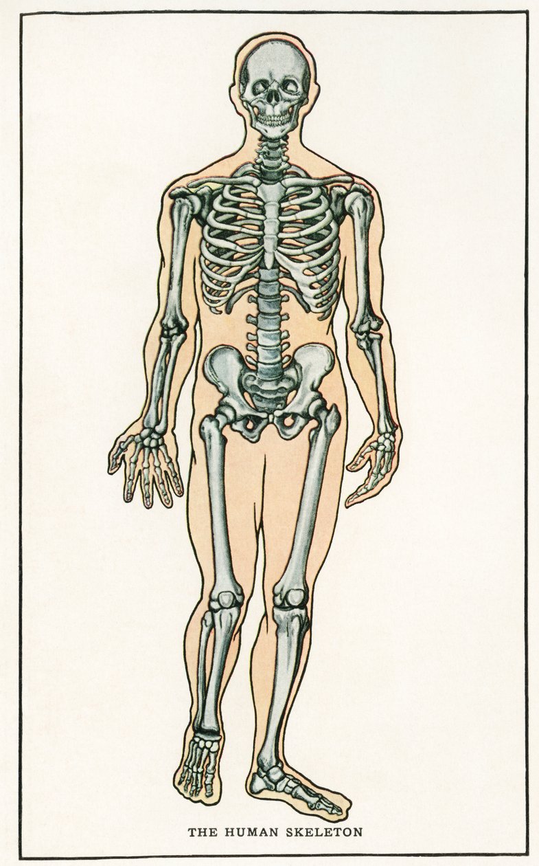 Stampa anatomica vintage dello scheletro umano da American School