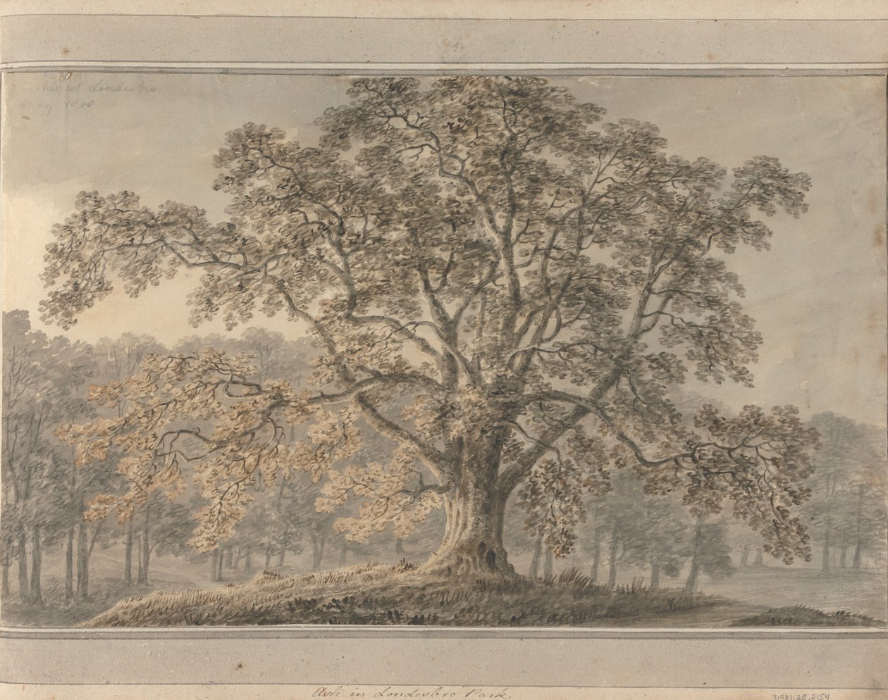 Vedute in Inghilterra, Scozia e Galles: Frassino nel Parco di Londesbro, maggio 1800 da Amos Green