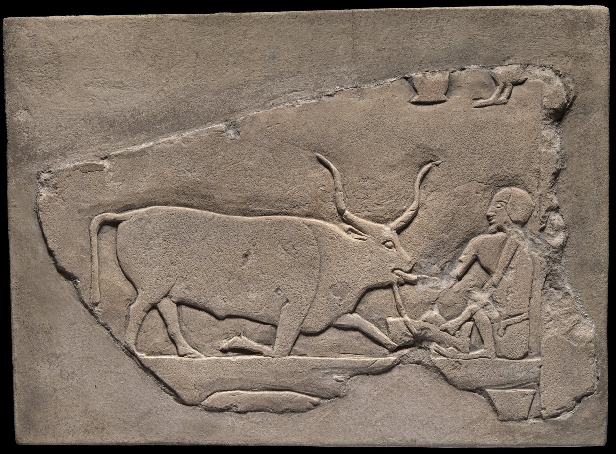 Frammento di muro di una tomba raffigurante un mandriano da Ancient Egyptian