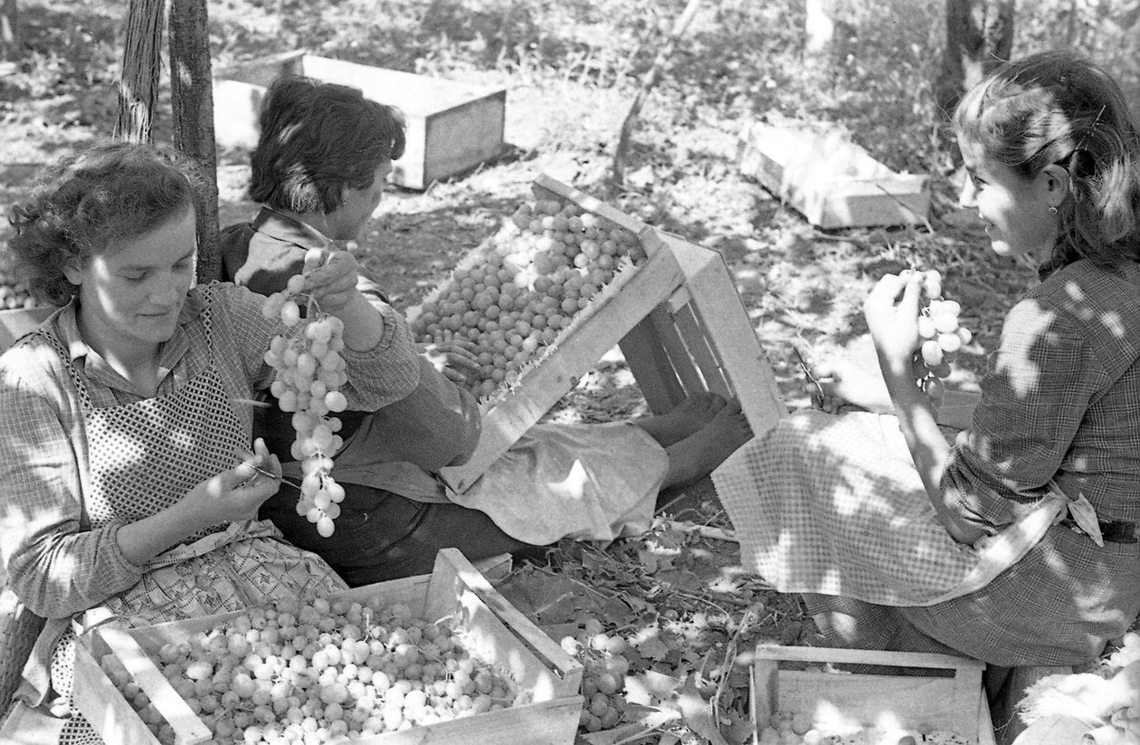 UVA AMARA - CONFEZIONAMENTO SOTTO PERGOLE da Ando Gilardi