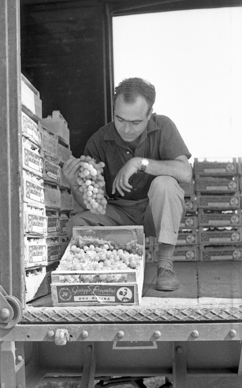 UVA AMARA - PRONTA PER LA CONSEGNA da Ando Gilardi