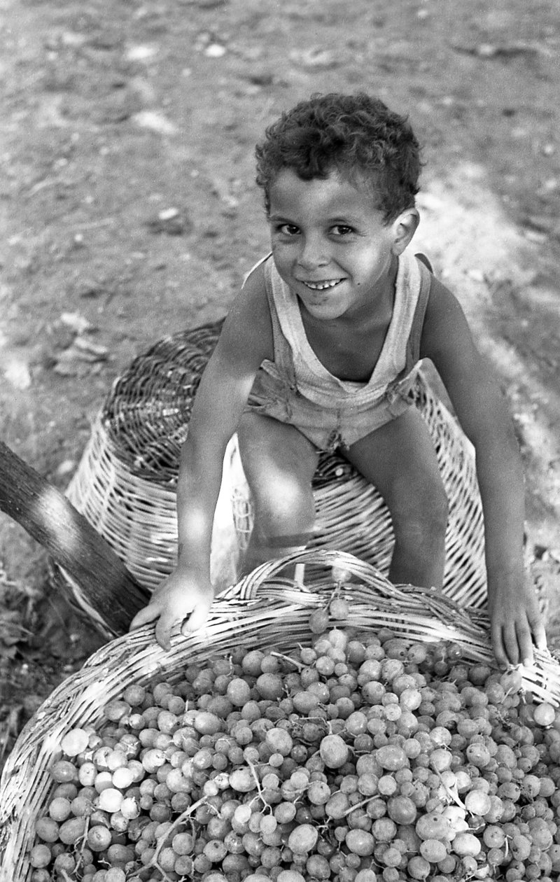 UVA AMARA - IL FIGLIO DI UNA MONDINA da Ando Gilardi