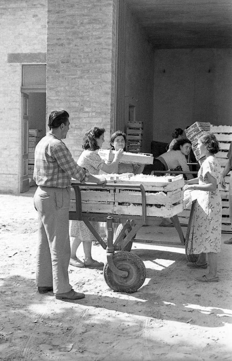 UVA AMARA - STOCCAGGIO IN MAGAZZINO da Ando Gilardi