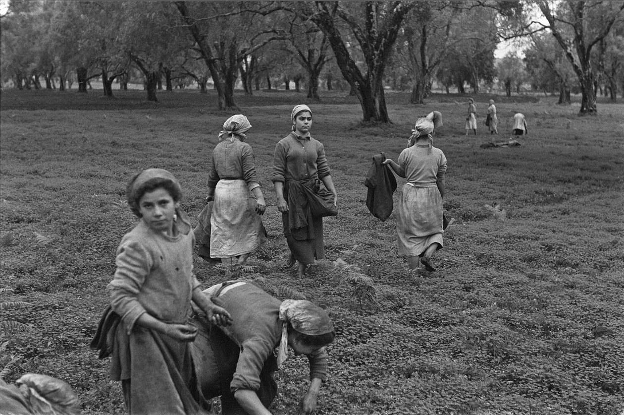 LAVORO FEMMINILE: RACCOLTA DELLE OLIVE IN CALABRIA da Ando Gilardi