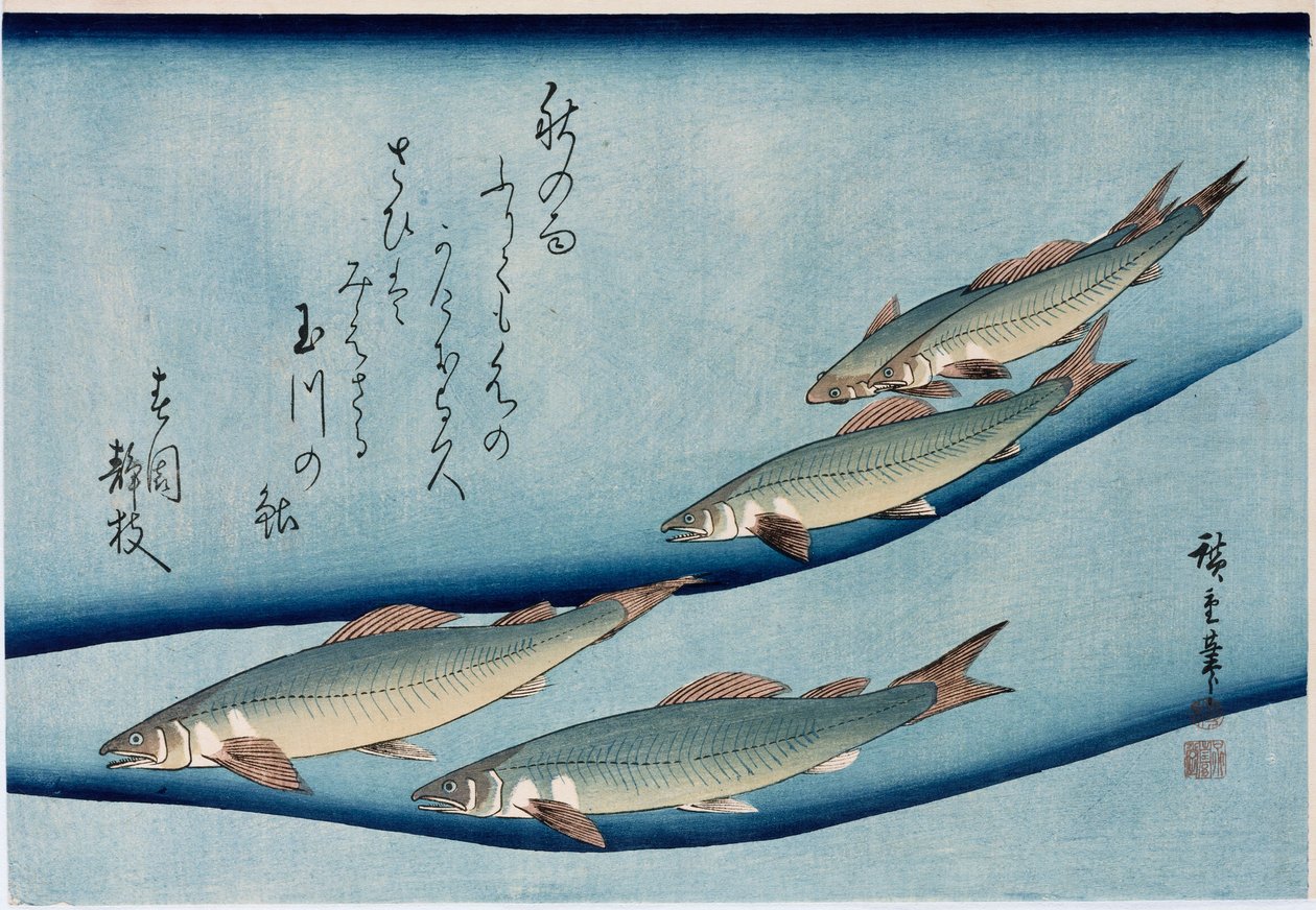 Trota di fiume, dalla serie Collezione di pesci da Ando or Utagawa Hiroshige