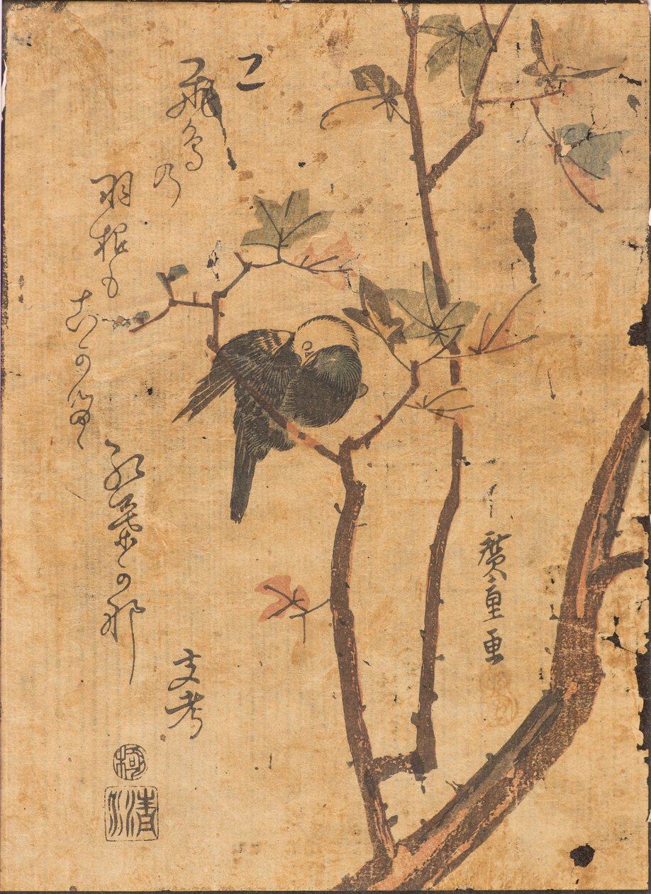 Studio di un uccello addormentato su un ramo da Ando or Utagawa Hiroshige