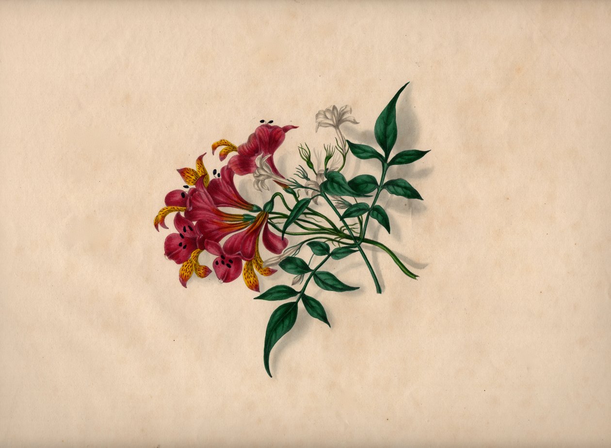 Gigli (incisione a colori) da André Limot