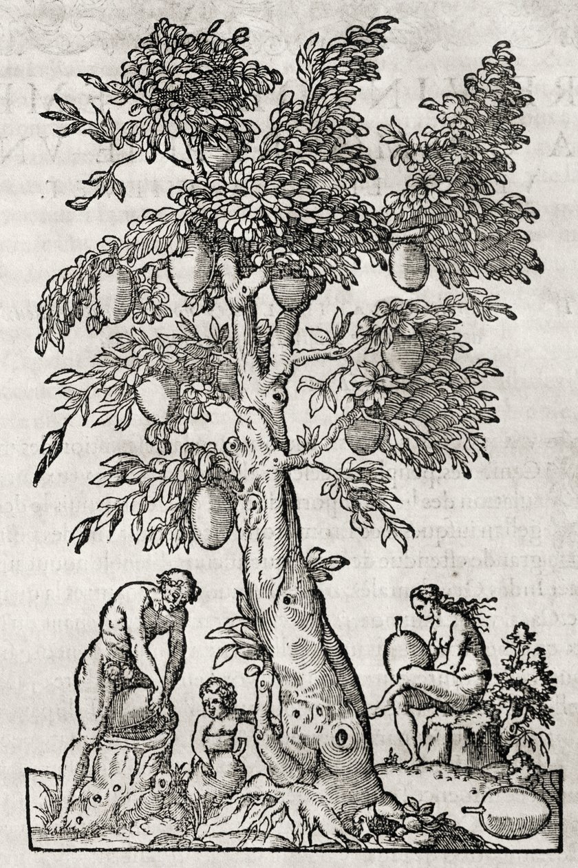 Albero del pane, incisione di Andre Thevet da Andre Thevet