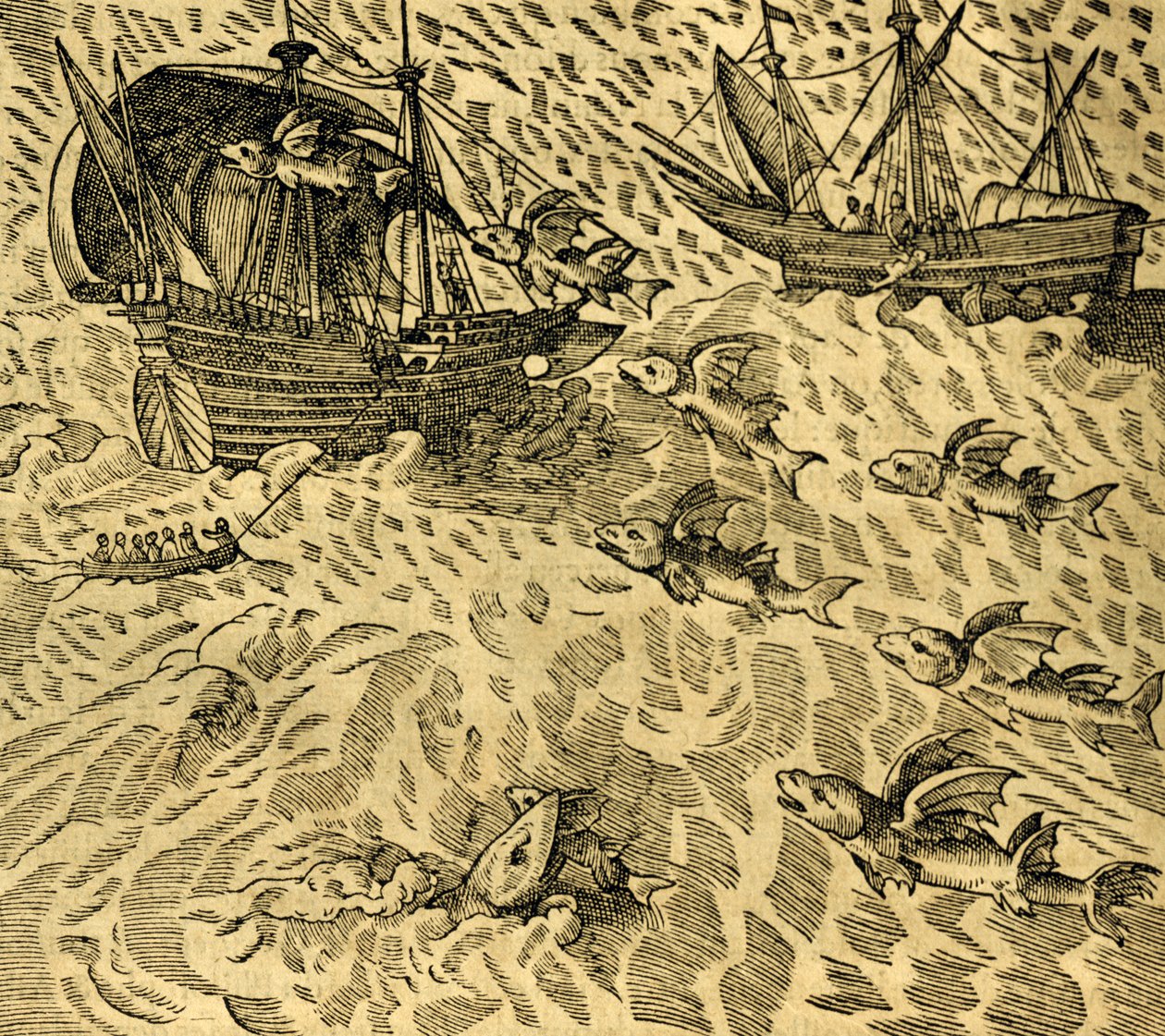 Pesci Volanti nei Mari Tropicali, incisione da Cosmographie Universelle, di André Thevet (1504-1592), Parigi da Andre Thevet