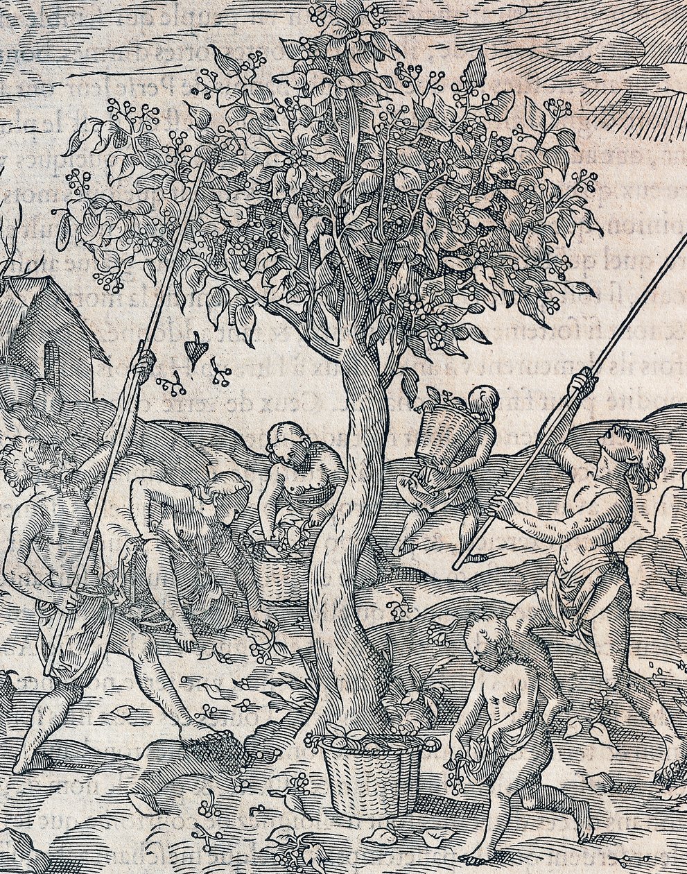 Raccolta del pepe sull