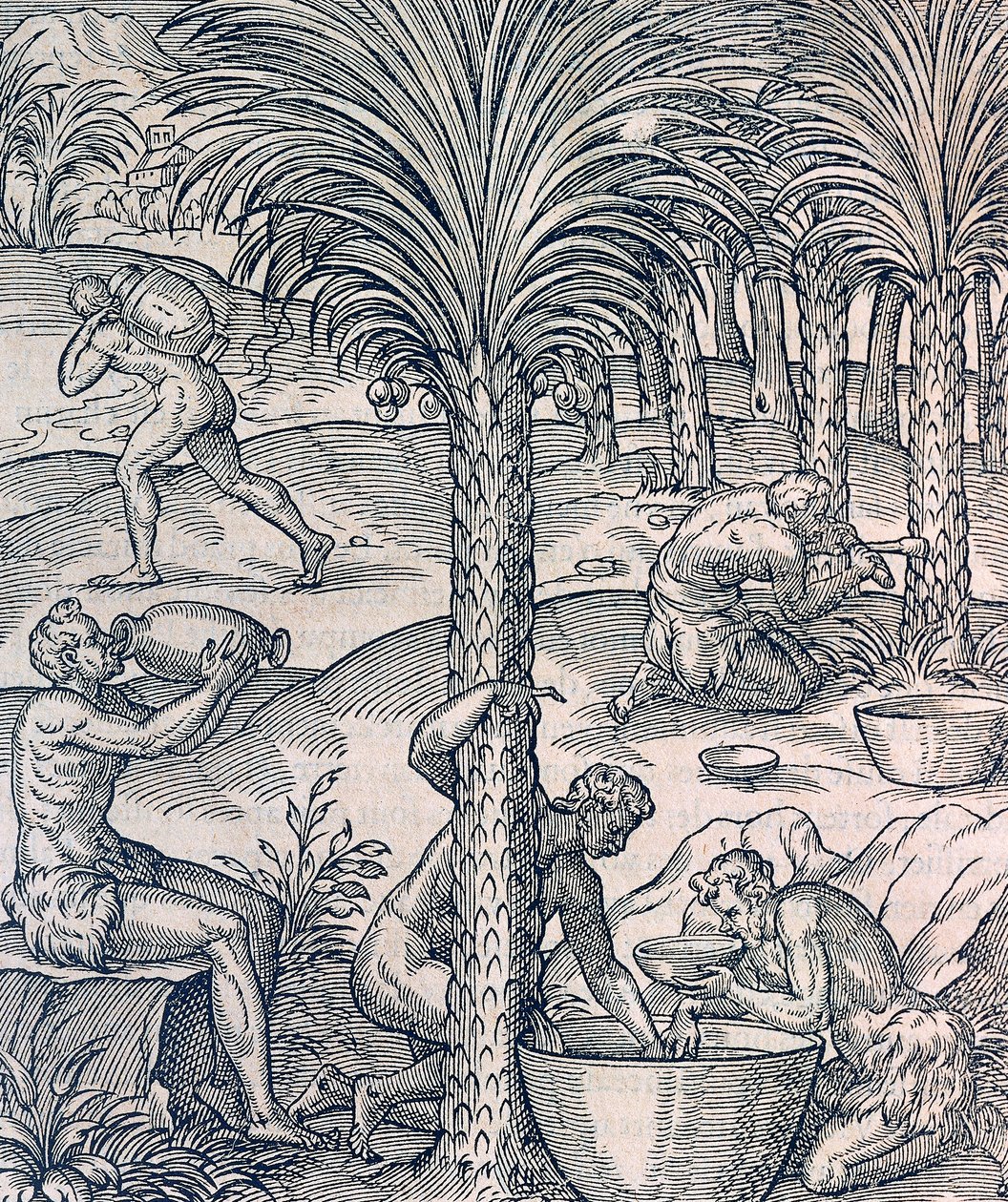 Abitanti di Capo Verde che preparano bevande dalle palme, incisione da Universal Cosmology da Andre Thevet