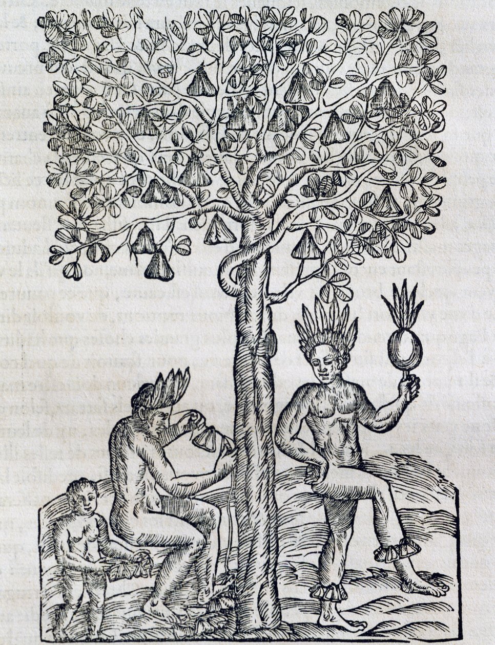 Nana fruit, pianta medicinale tropicale da Andre Thevet