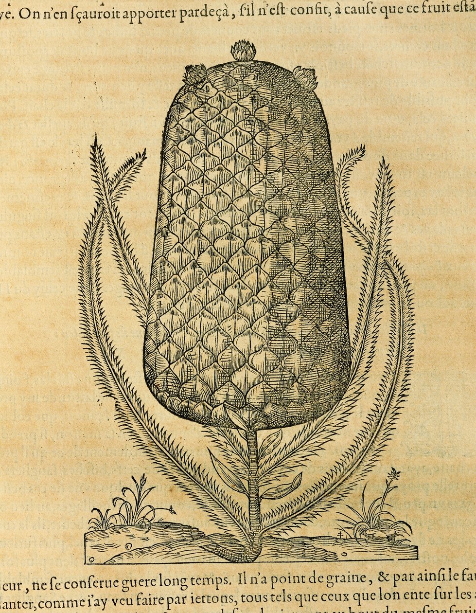 Ananas (Ananas comosus), incisione di Andre Thevet da Andre Thevet