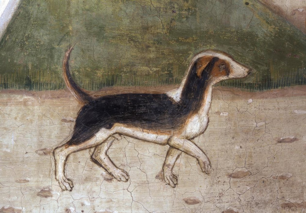 Atri, Duomo, cane / Affresco di A.Delitio da Andrea Delitio