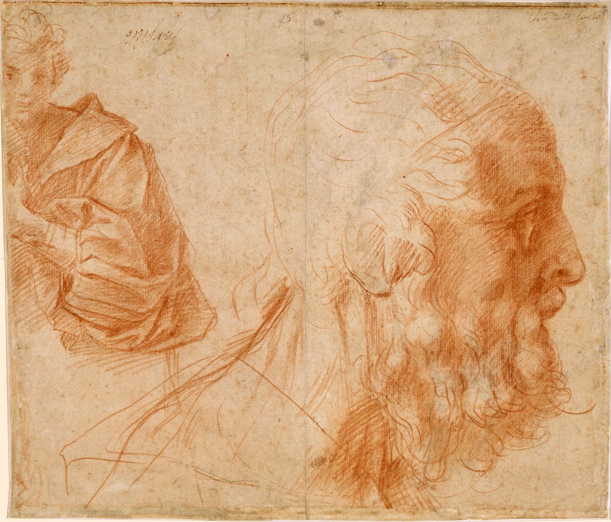 Giovane e testa di vecchio, probabilmente Omero da Andrea del Sarto