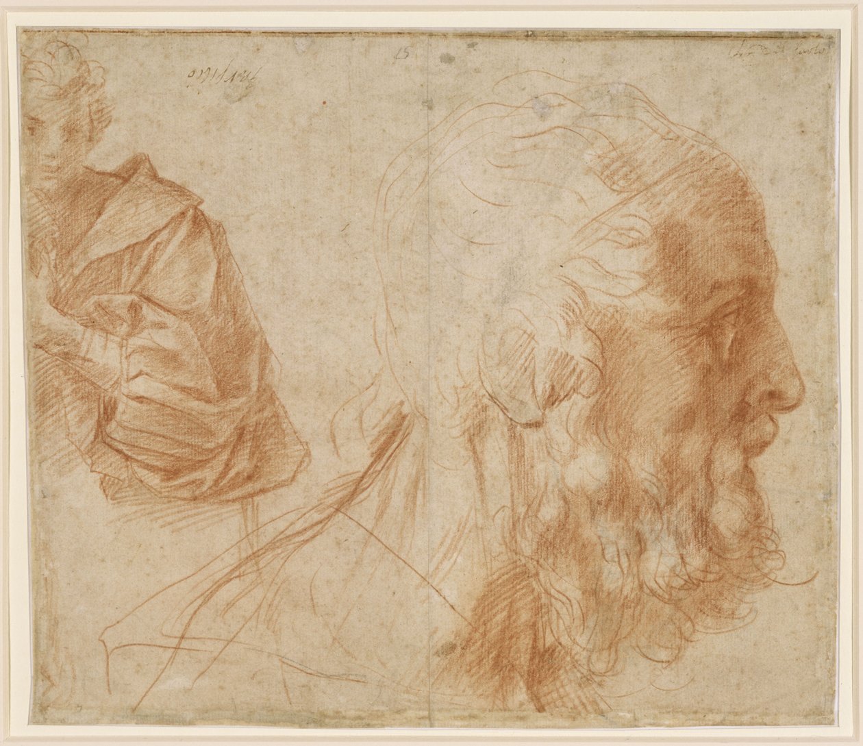 Schizzo raffigurante un giovane con il volto di un anziano rivolto verso destra (Omero) da Andrea del Sarto